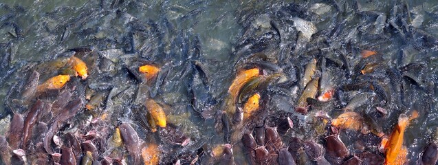 school of fish in the water