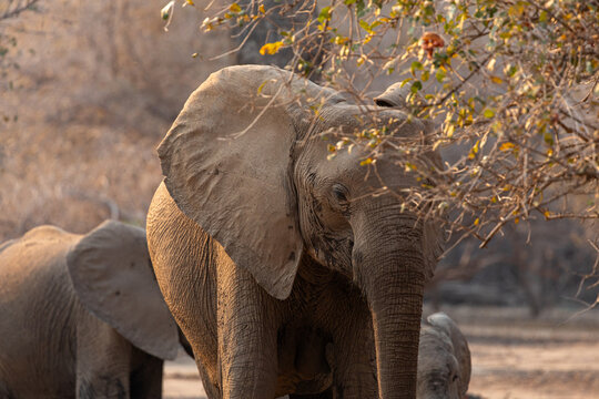 View of an elephant emerges from the brush, its skin textured with earth, under the golden light of the setting sun, Mana Pools National Park, Mashonaland West Province, Zimbabwe.