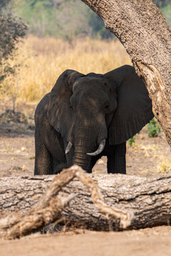 View of a majestic elephant standing tall behind the fallen tree, amidst the golden grasses, in Mana Pools National Park, Mashonaland West Province, Zimbabwe.