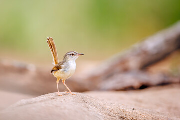 Black chested Prinia tail up standing on the ground in Greater Kruger National park, South Africa ; Specie Prinia flavicans family of Cisticolidae