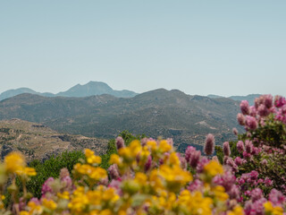 flowers in the mountains
