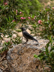 bird on a rock between flowers