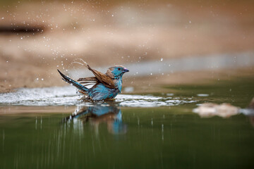 Blue-breasted Cordonbleu bathing in waterhole with reflection in Greater Kruger National park, South Africa ; Specie Uraeginthus angolensis family of Estrildidae