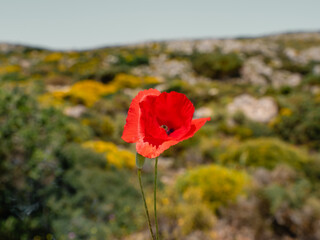 red poppy in the field