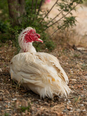 portrait of a white duck