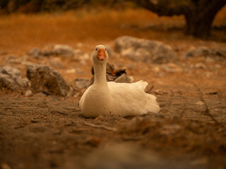 duck in the sand during a sandstorm