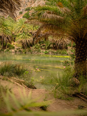 Palmtree garden of Preveli Beach