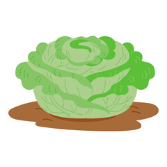 Vector illustration of a cabbage growing from soil. Flat style image isolated on white. Organic garden, farming, healthy food and eco-friendly agriculture concept.