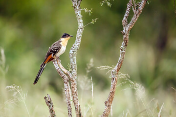 Great Spotted Cuckoo juvenile standing on bush branch side view in Greater Kruger National park, South Africa ; Specie Clamator glandarius family of Cuculidae