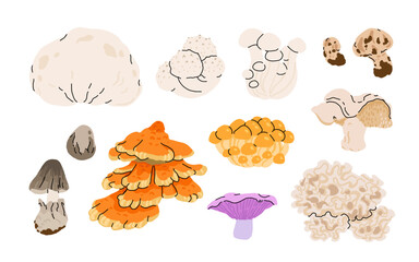 Cartoon mushrooms. edible forest mushrooms, giant puffball, shimeji, matsutake, paddy straw, nameko, hedgehog, chicken of the woods, blewit and cauliflower mushroom isolated vector illustration set.