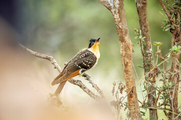 Great Spotted Cuckoo juvenile standing on bush branch side view in Greater Kruger National park, South Africa ; Specie Clamator glandarius family of Cuculidae