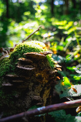 moss and sun