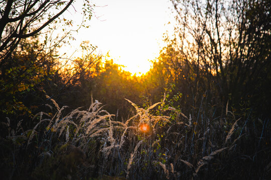 sunset in the field