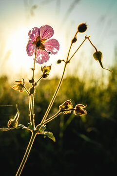 flowers in the sun