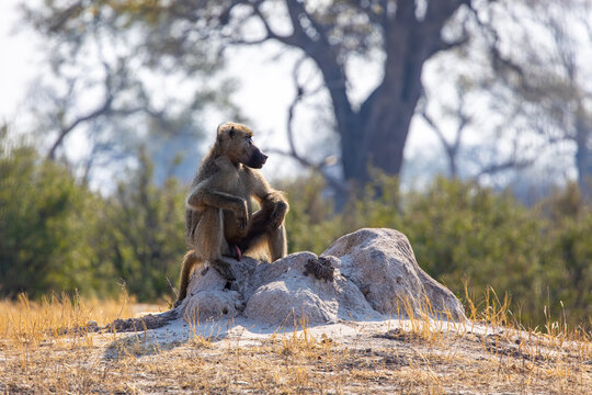 View of a baboon perched atop a termite mound, its gaze lost in the hazy horizon, against the backdrop of the African savanna, Masuma, Matabeleland North Province, Zimbabwe.