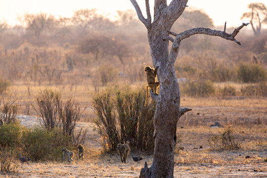 View of baboons clambering up a stark, bare tree trunk amid the golden hues of the African savanna, Hwange National Park, Matabeleland North Province, Zimbabwe.