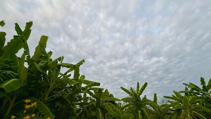 Banana tress with beautiful cloud in the sky , cool season.