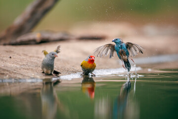 Green winged Pytilia and Blue breasted Cordonbleu bathing in waterhole in Greater Kruger National park, South Africa ; Specie Pytilia melba family of Estrildidae