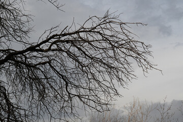 The silhouette of leafless tree branches against a cloudy sky. A dramatic and dark atmosphere in winter or autumn.