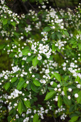Apple blossoms in the garden