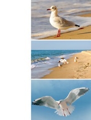 Wildlife and Coastal Freedom: Gulls in Different Action Shots