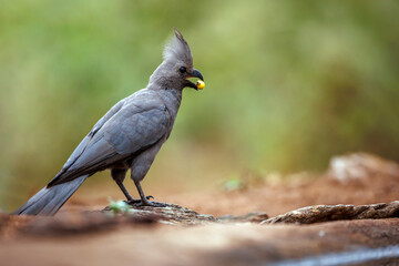 Grey go away bird eating a seed ground level in Kruger National park, South Africa ; Specie...