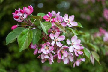 Pink-flowered apple tree in the garden