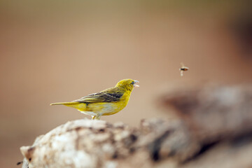 Lesser Masked Weaver standing on a rock trying to catch a bee in Greater Kruger National park, South Africa ; Specie Ploceus intermedius family of Ploceidae