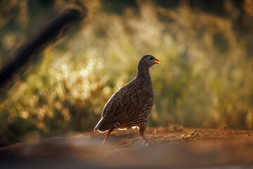 Natal francolin walking backlit at dawn in Greater Kruger National park, South Africa ; Specie Pternistis natalensis family of Phasianidae