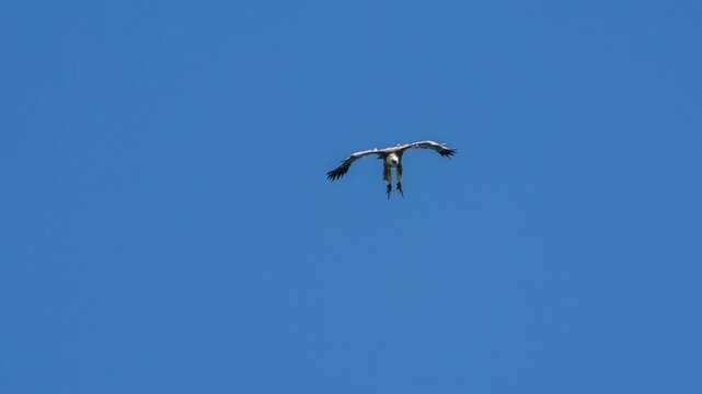 Close-up of a Griffon vulture (Eurasion griffon, Gyps fulvus) in gliding flight down to a landing