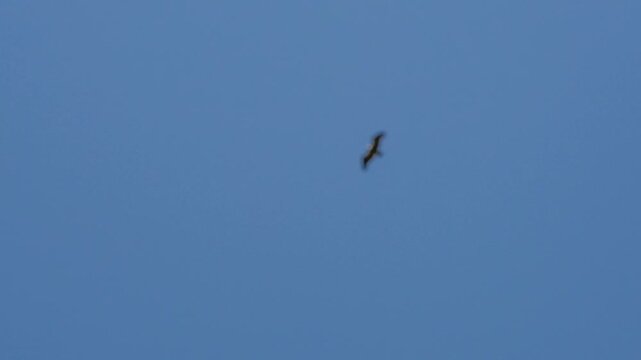 Pyrenees, France - September 30th 2025: Steppe Eagle (Aquila nipalensis) in action on a bird display