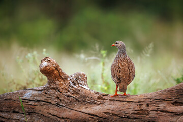 Natal francolin standing on a log rear view in Greater Kruger National park, South Africa ; Specie Pternistis natalensis family of Phasianidae