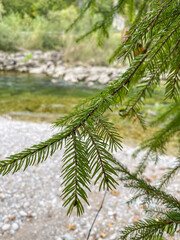 Lush Evergreen Foliage of Coniferous Trees in a Forest