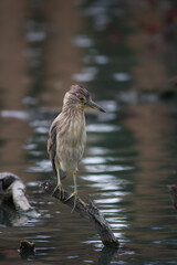 night heron sitting on a branch in a pond in San Francisco looking in the distance  
