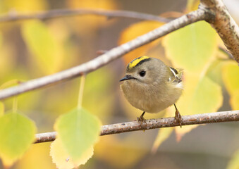 Goldcrest, regulus regulus. Close-up of a bird sitting on a branch, beautiful autumn background