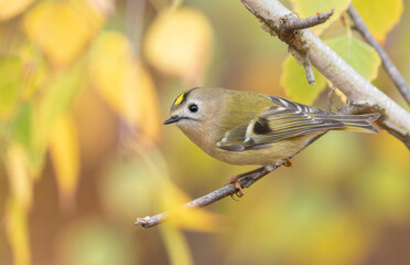 Goldcrest, regulus regulus. Close-up of a bird sitting on a branch, beautiful autumn background