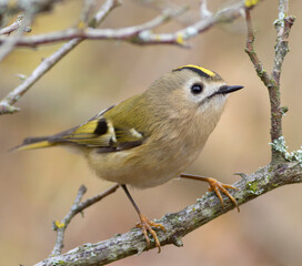 Goldcrest, regulus regulus. Bird on a tree branch, close-up