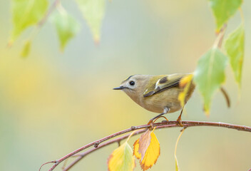 Goldcrest, regulus regulus. Autumn, a bird sitting on a thin branch, beautiful background