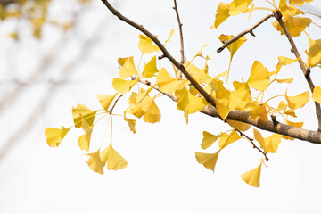 Obraz premium Autumn Concept, Golden Ginkgo Leaves