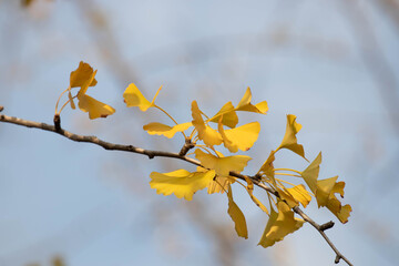 Autumn Concept, Golden Ginkgo Leaves