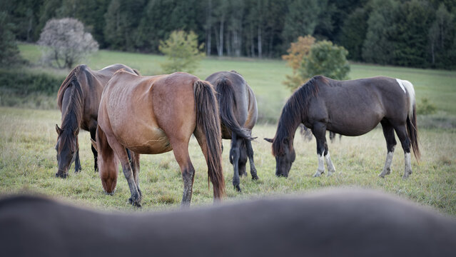 A herd of Hucul pony breed horses grazing grass. Beskidy, Poland, Europe.