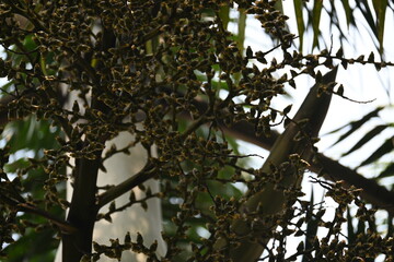 Bactris gasipaes flowers in the tree. Its common names Chontaduro tree and Peach Palm tree. It is a species of palm native to the tropical forests of Central and South America. 