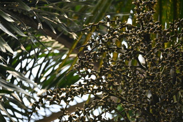Bactris gasipaes flowers in the tree. Its common names Chontaduro tree and Peach Palm tree. It is a species of palm native to the tropical forests of Central and South America. 