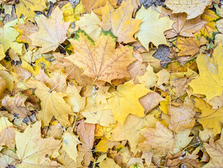 Autumn natural background, close up maple leaves beauty in nature abstract yellow red orange color leaf, botanical texture pattern from autumnal foliage, fall color gradient
