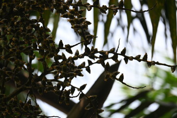 Bactris gasipaes flowers in the tree. Its common names Chontaduro tree and Peach Palm tree. It is a species of palm native to the tropical forests of Central and South America. 