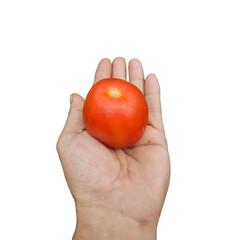 Hand holding single red tomato, showing fresh healthy vegetable, transparent background
