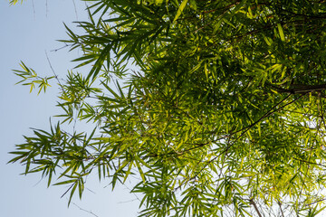Bamboo is planted as an ornamental plant on buildings