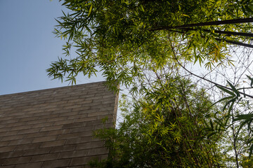 Ornamental bamboo decorates brick walls and buildings. Bamboo leaves receive sunlight