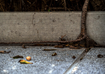 The roots of the banyan tree are trying to penetrate the concrete floor and walls