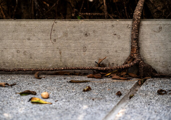 The roots of the banyan tree are trying to penetrate the concrete floor and walls